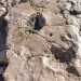 Sono le prime e pi evidenti orme di dinosauro